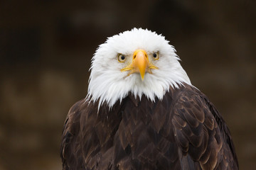 Fototapeta premium Close-up of bald eagle (haliaeetus leucocephalus, Seeadler), looking into the distance. Detail of beak, eyes, white feathers. Black, neutral background. Famous bird of prey. National symbol of the USA