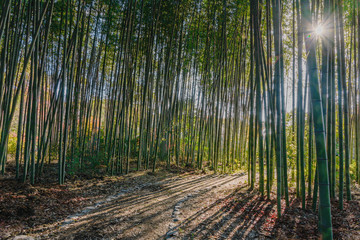 京都嵯峨野の竹林