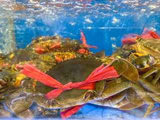 Fototapeta na wymiar Alive crabs in water tank for sale at seafood market