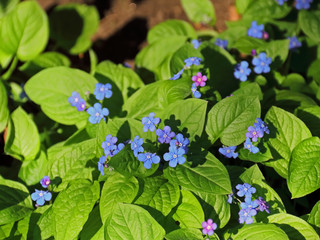 Myosotis