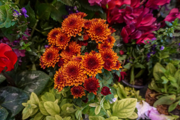 Orange chrysanthemum in the garden