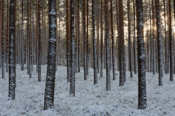 A snowy pine forest in short daylight at polar night time.