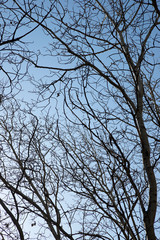 Winter forest in Spain.