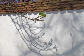 Schatten © Asray Laleike