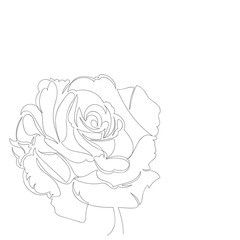 vector image of a rose flower. contour drawing. continuous line. one line