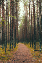 Obraz premium Lahemaa national park in Estonia near Tallinn, boy walking in forest.