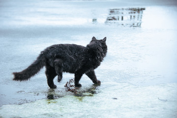 black cat on wet ice