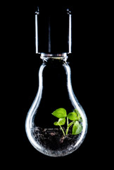 Bright green plant grows inside a light bulb covered with dew, energy saving technology in energy and industry