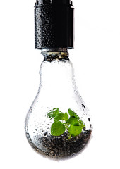 Bright green plant grows inside a light bulb covered with dew, energy saving technology in energy and industry