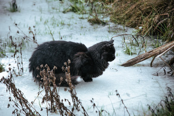 black cat on wet ice