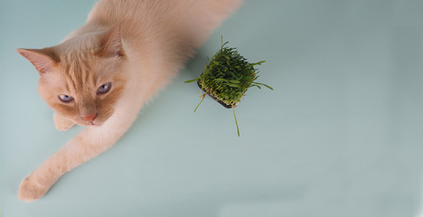 Cat is eating fresh green grass. Cat grass, pet grass. Natural hairball treatment, white, red pet...