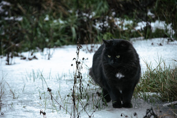 black cat on wet ice