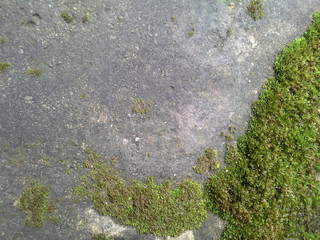 moss on the wall
