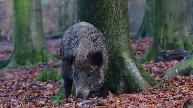 Wild boar female search feed in the forest, autumn, (sus scrofa), germany