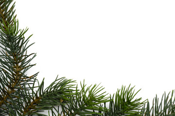 Christmas tree branches. The concept of the new year, christmas, nature. Banner. Flat lay, top view on white background
