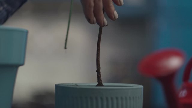 Close up of female hands moving avocado plant with roots in ground from small pot to bigger flower pot. Plant transplant process in slow motion, slider view