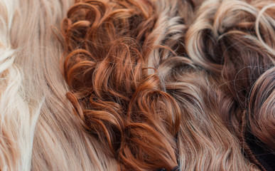 Wigs, hair. Womens beauty concept