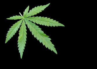 Young fresh leaf of marijuana on a black background. Dark background with place for text