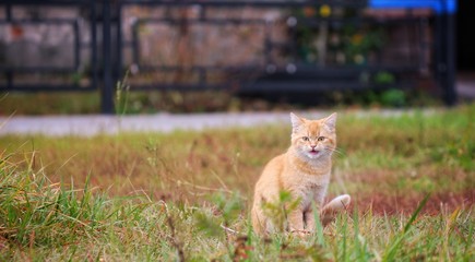 Photo of a red cat on a walk