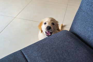 Angry golden puppy sitting next to sofa and barking