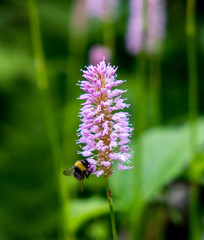 Bee on flower in spring