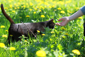 A girl pets the cat. People and animals concept. Black cat in spring garden. Cat lover