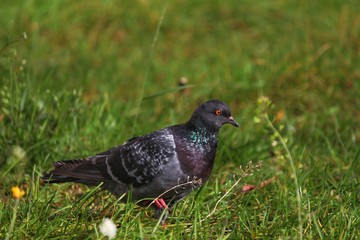 Dove on a walk in the grass