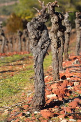 Vignoble en hiver