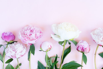 Fresh peony flowers
