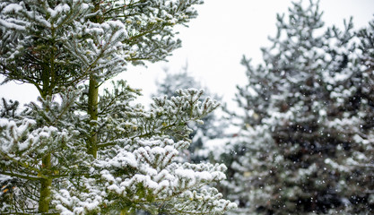 Group of conifer trees in winter covered in snow during snowfall