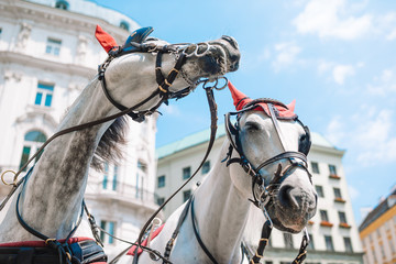 Traditional horse coach Fiaker in Vienna Austria