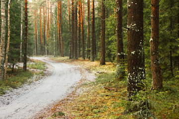 beautiful autumn pine forest, soft focus