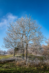 gelée du matin sur les arbres