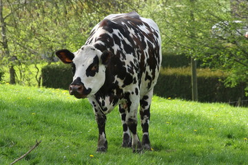 Vache normande