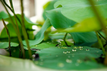 Water lily leaves with dew drops on the water.