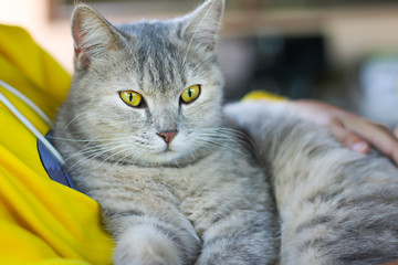 Naklejka na ściany i meble Gray tabby cat lying on owner's lap hug and looking at camera , relaxation happy time