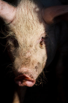 A large pig's head close-up on a pig farm