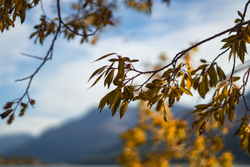 Autumn and nature on the shores of Lake Sankt Moritz, among the Swiss Alps - October 2019.