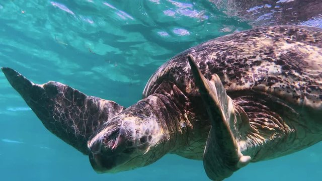 Underwater footage of Huge Green Sea Turtle feeding on seagrass in Nosy Be, Madagascar. Indian Ocean.