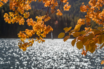 Autumn and nature on the shores of Lake Sankt Moritz, among the Swiss Alps - October 2019.