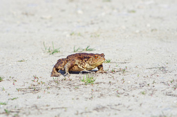 Migrująca żaba ropucha
