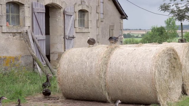 Goose on a farm around bays of hay in front of a barn in Morvan, France