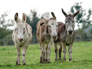 ânes dans le champs