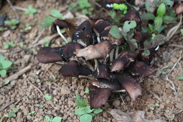 mushroom in forest