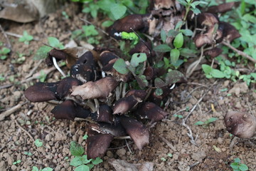 mushroom in forest