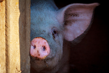 A large pig's head close-up on a pig farm