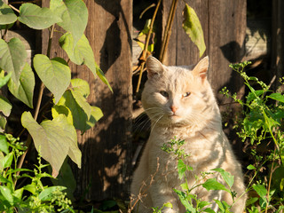 Portrait of a light brown cat. A cat sits near an old fence in the grass.