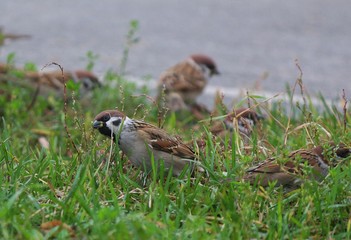sparrows are looking for food in the grass