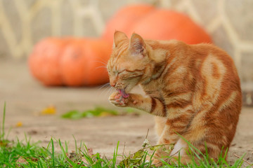 chat roux se lèche la patte
