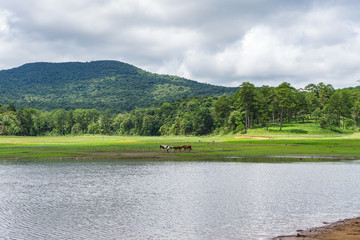 Idyllic scenery of highland and grazing pasture beside the lake